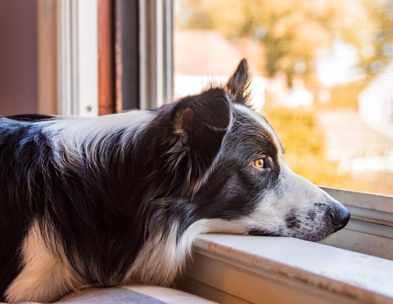 The Loyal Watchdog