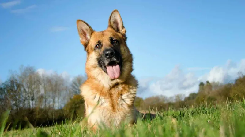 The Loyal German Shepherd