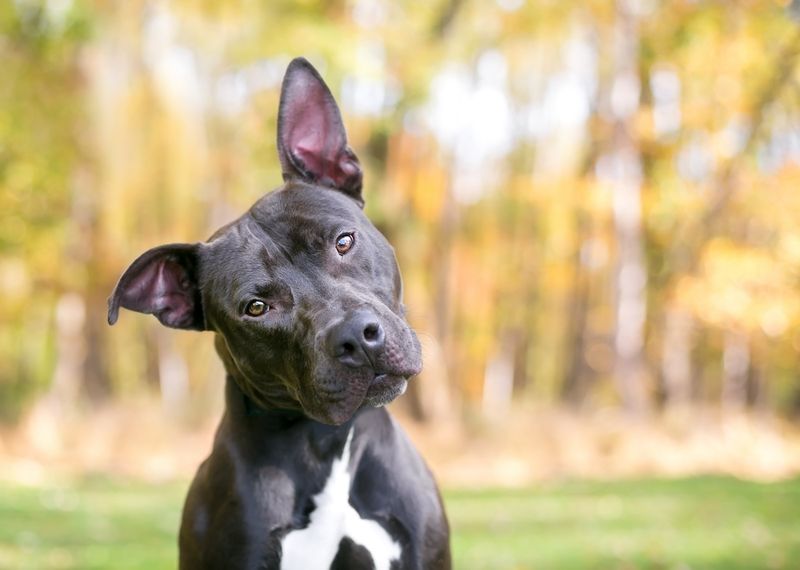Understanding Dog Body Language
