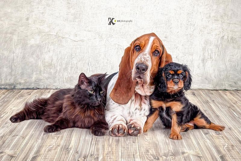 The Easygoing Basset Hound