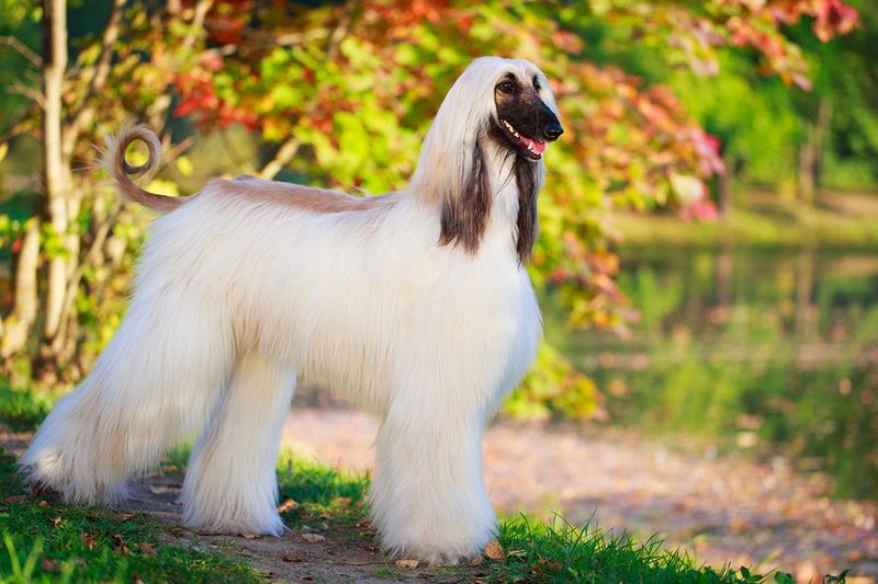 The Free-Spirited Afghan Hound