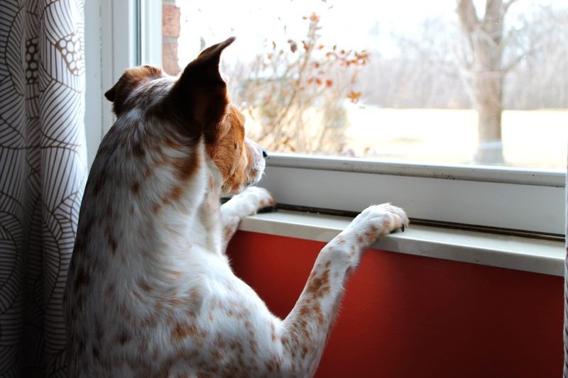 Their Irresistible Curiosity