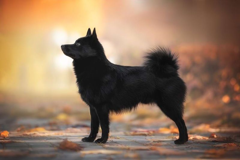 The Schipperke