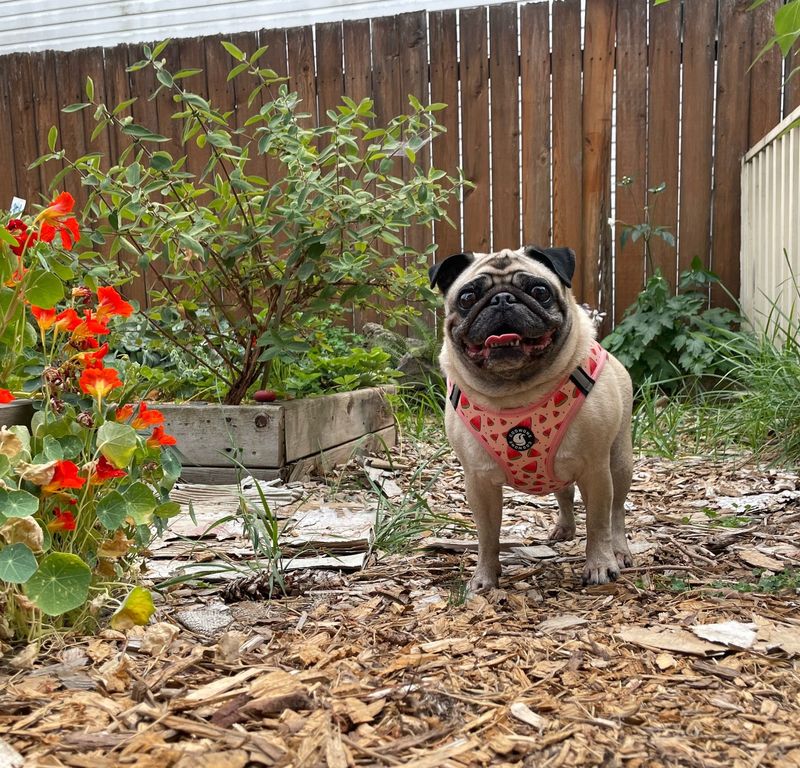 The Mischievous Pug