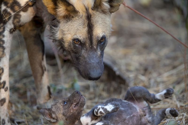 Impact of Disease on African Wild Dogs