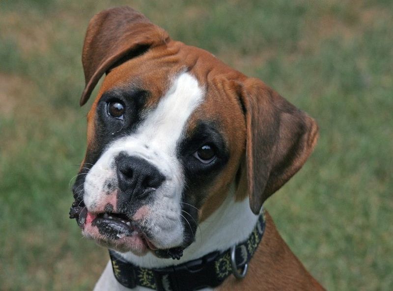The Loyal Boxer