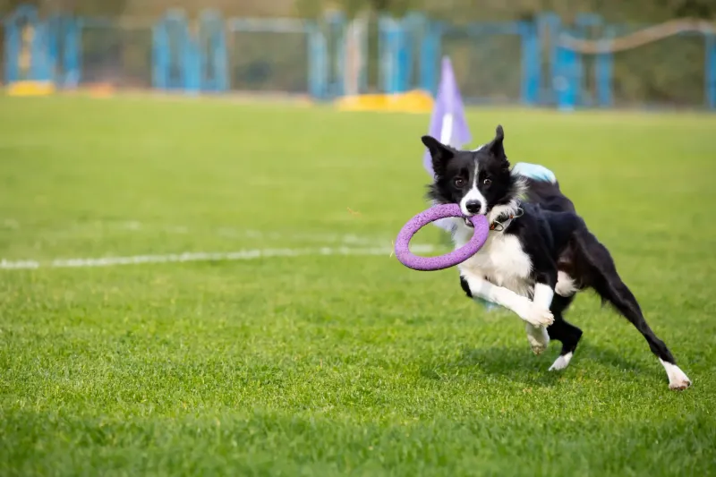 The Playful Partner