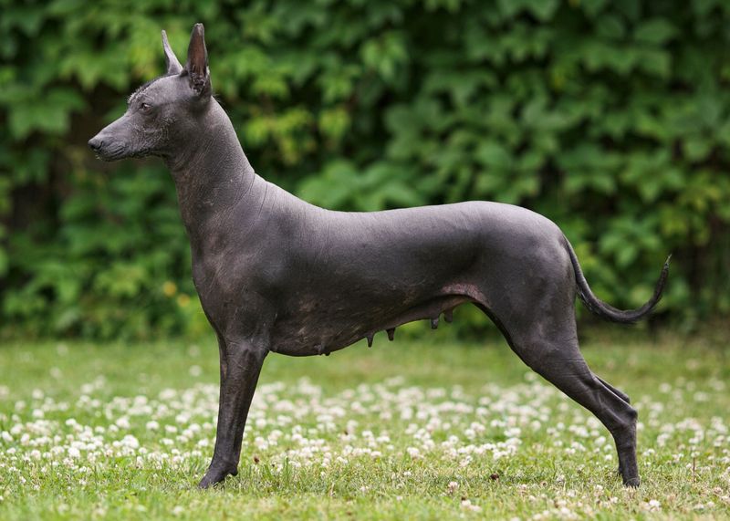 The Xoloitzcuintli