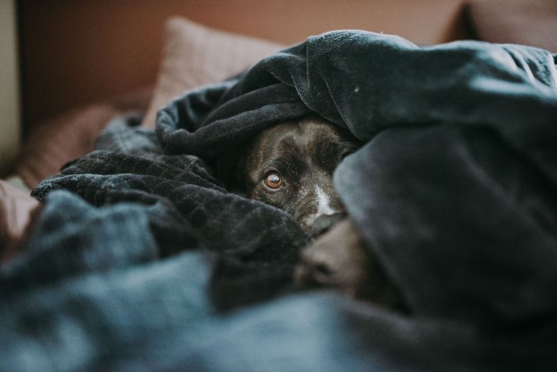 The Cozy Den Instinct