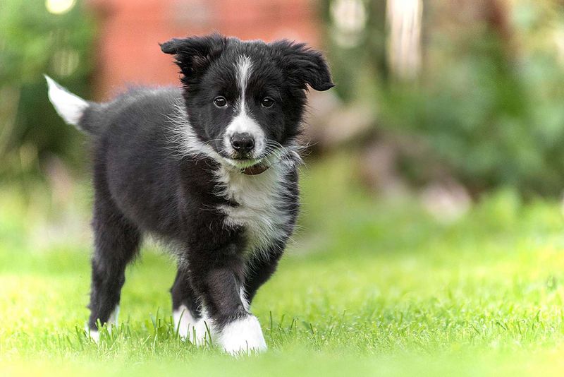 The Overexcited Border Collie