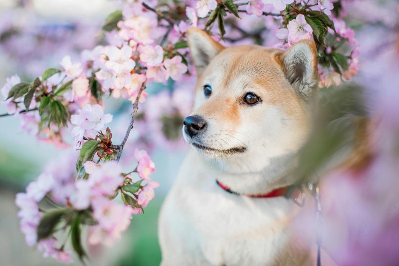 The Sassy Shiba Inu