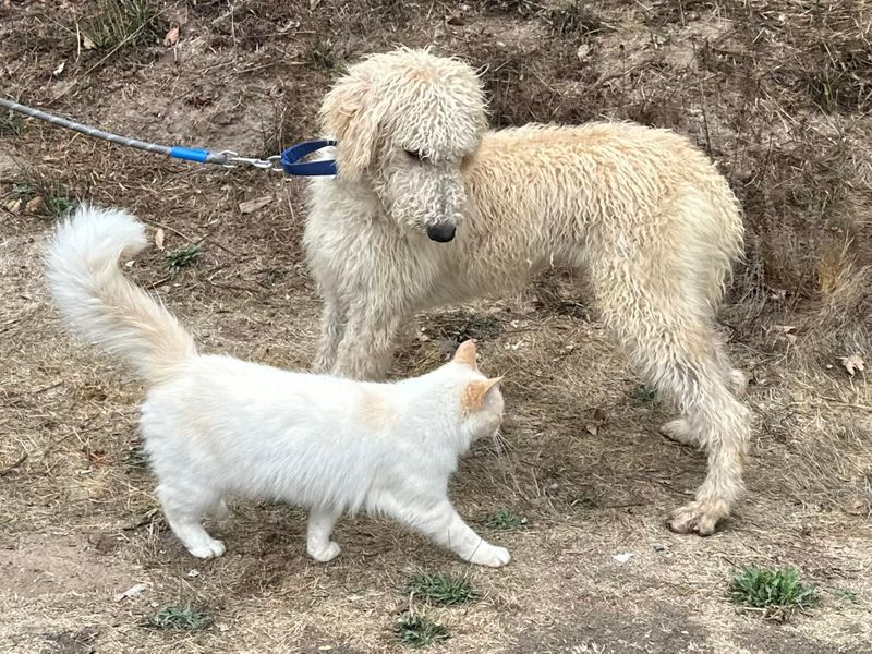 The Observant Poodle