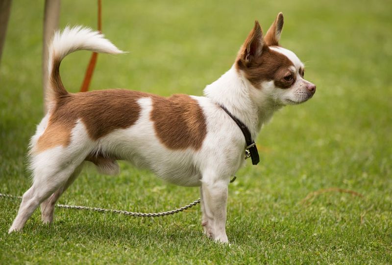 The Determined Chihuahua