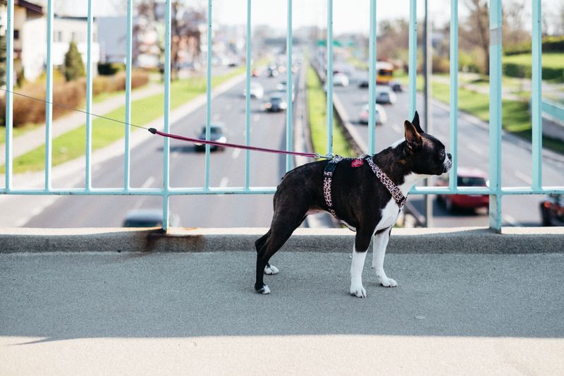 The Leash Acrobatics
