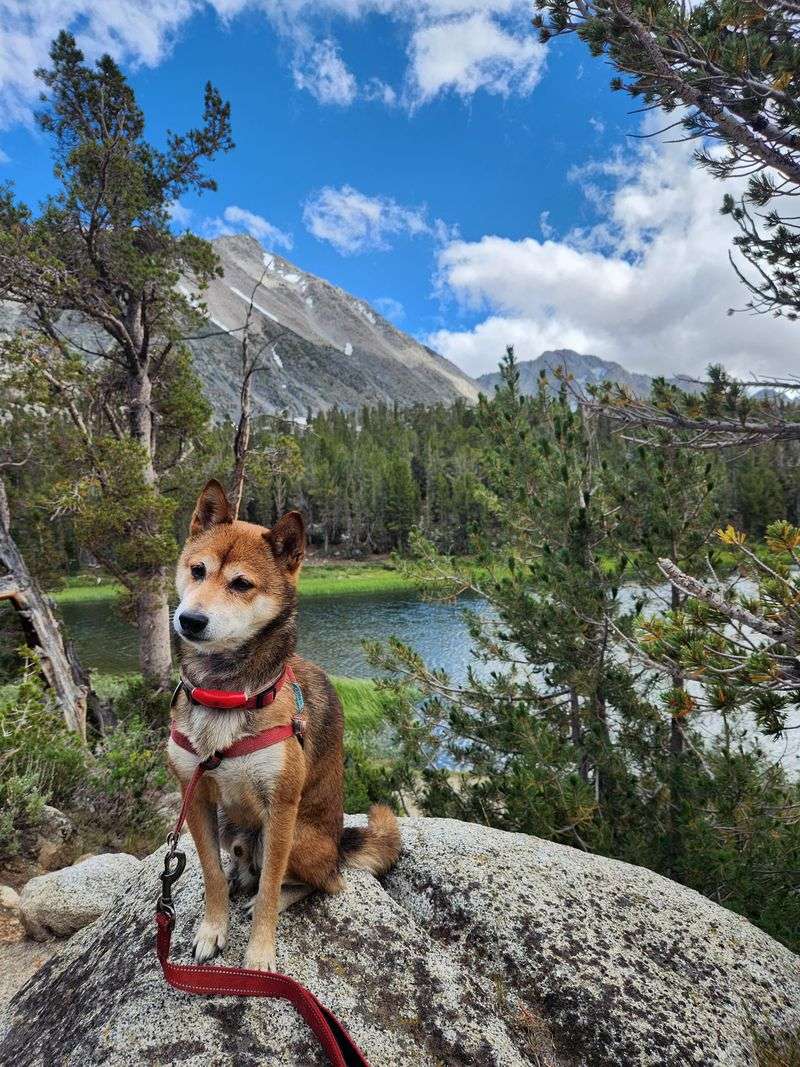 The Adventurous Shiba Inu