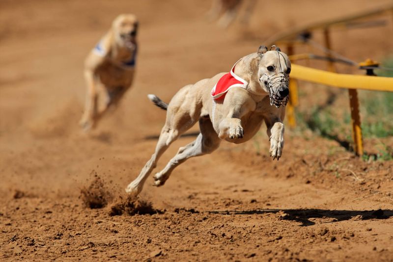 The Agile Greyhound