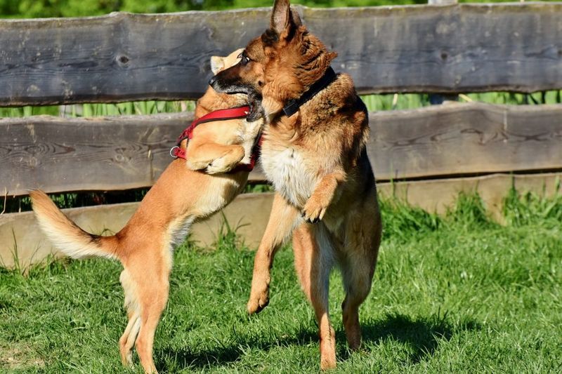 The Overconfident German Shepherd