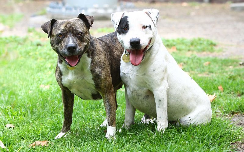Affectionate Companions