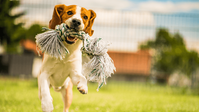 Playfulness That Brightens Days