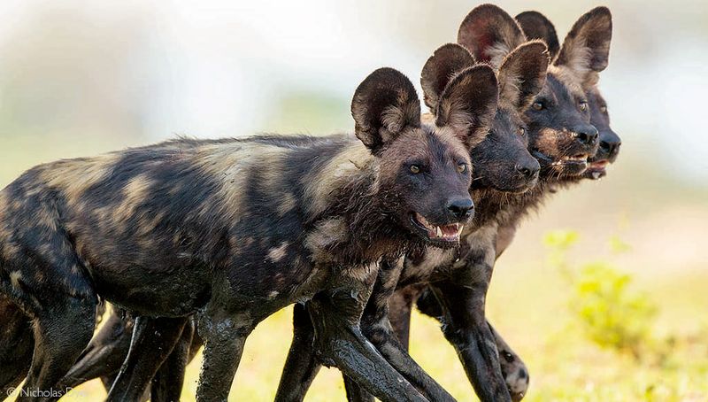 Conservation Efforts in Botswana