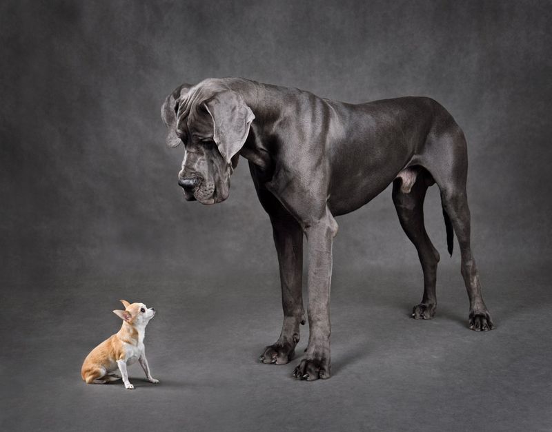 Gentle Giants and Tiny Guardians