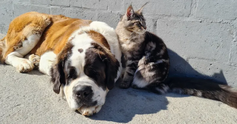 The Gentle Giant Saint Bernard