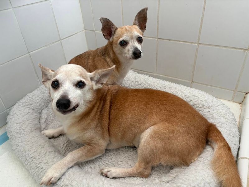 Chihuahua