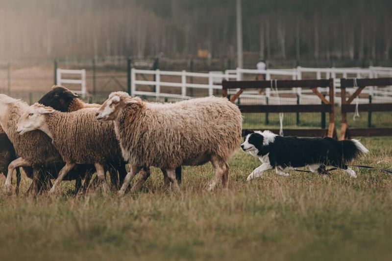 The Innate Herding Instinct