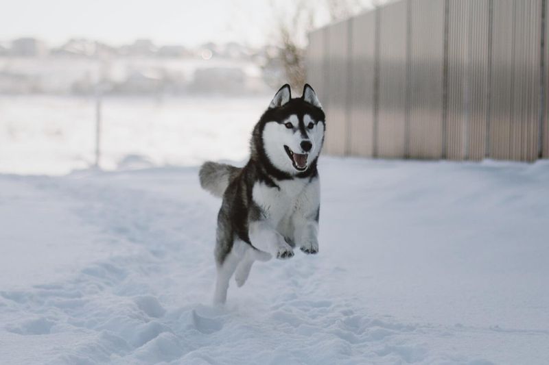 Siberian Husky