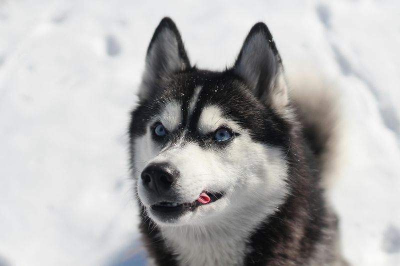 Siberian Husky