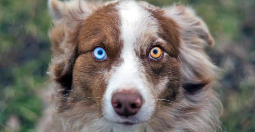 These 11 Dog Breeds Have Eyes That Hypnotize — Plus 4 With Tails You’ll Never Forget