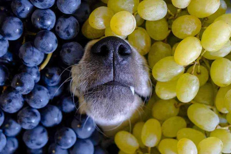Grapes and Raisins