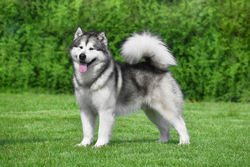 Alaskan Malamute