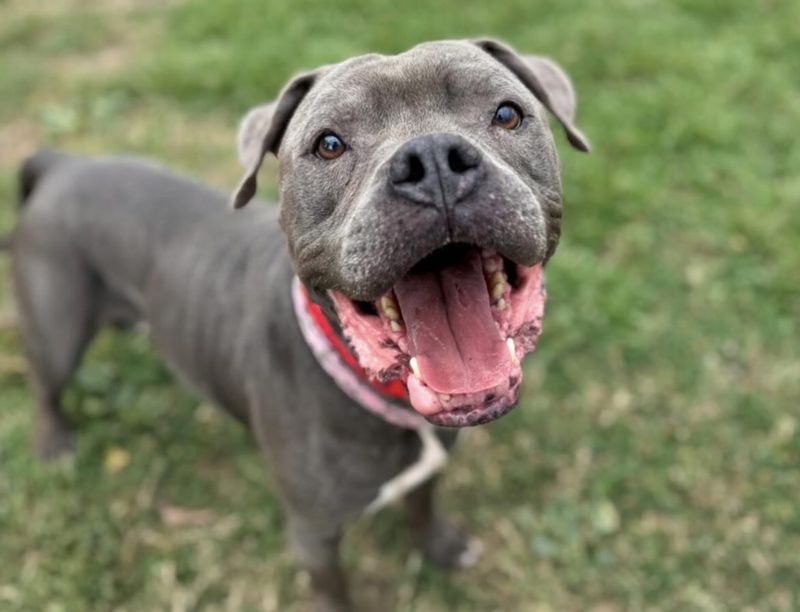 Pit Bull Terrier