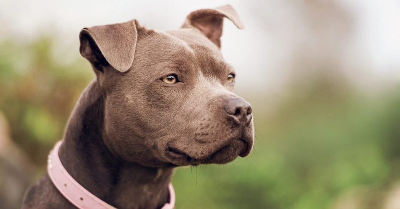 Pit Bull