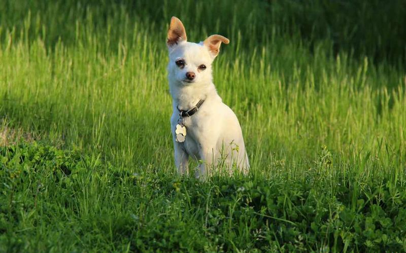 Chihuahua