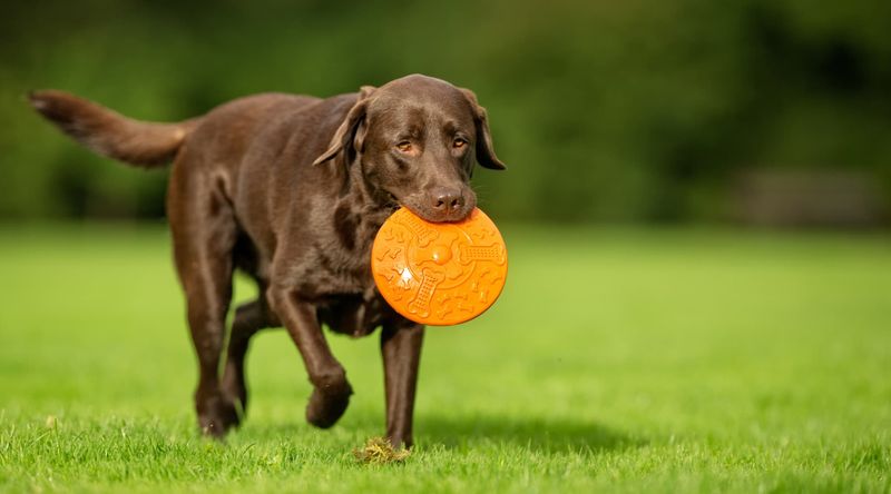 Labrador Retriever