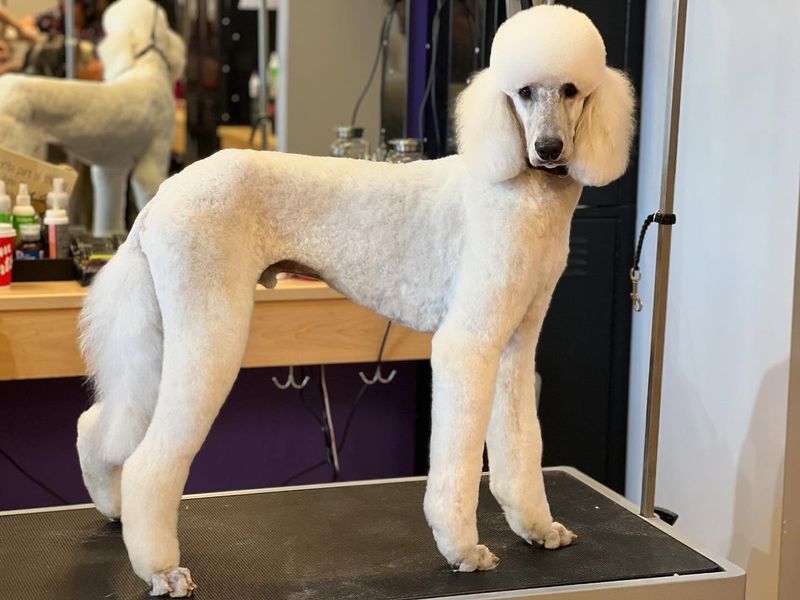 Poodle