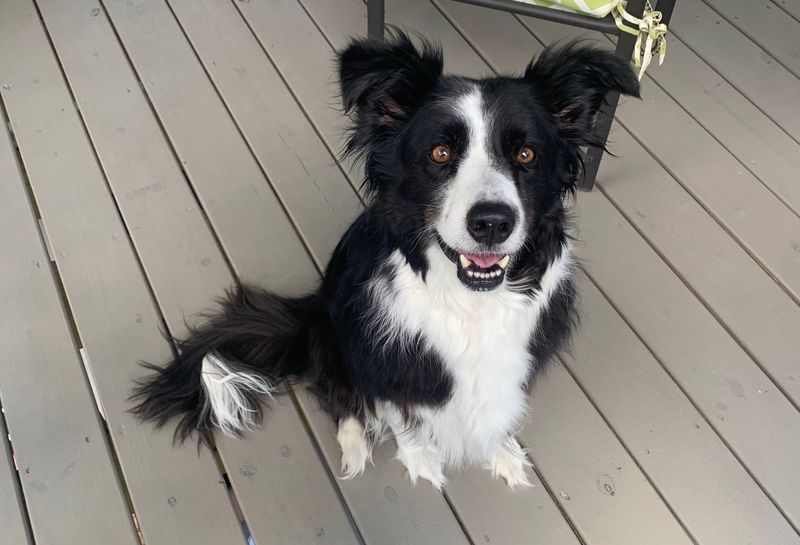 Border Collie
