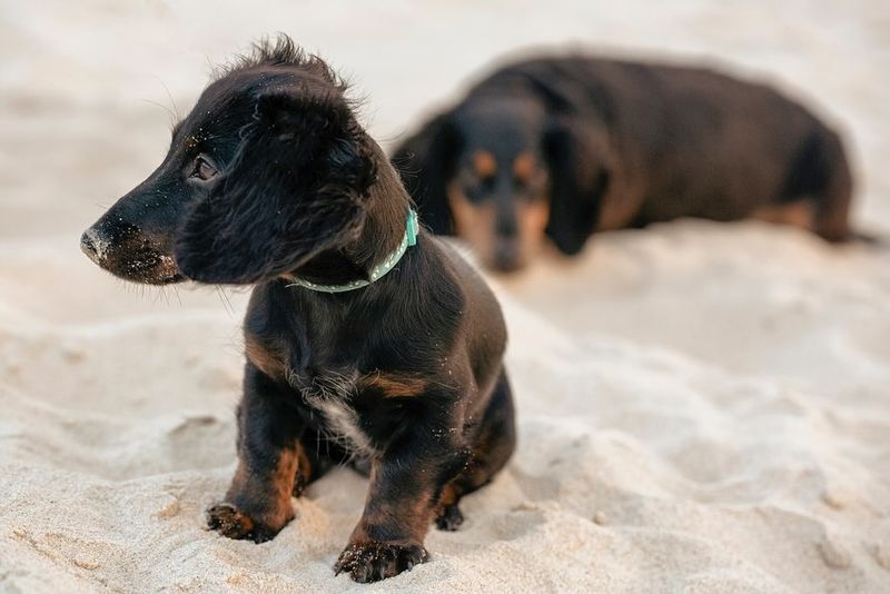 Dachshund