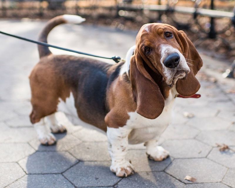 Basset Hound