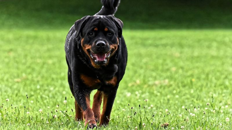 Rottweiler