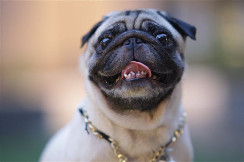 Pug