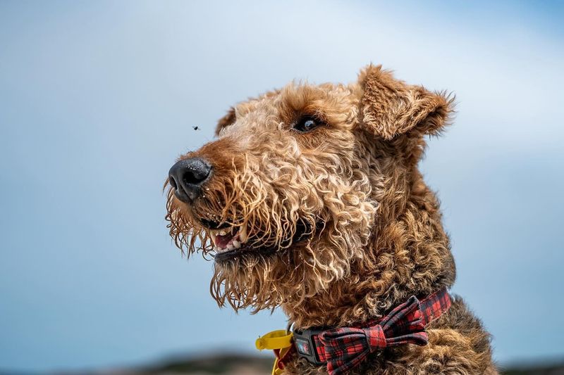 Airedale Terrier