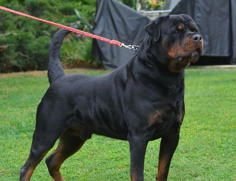 Rottweiler
