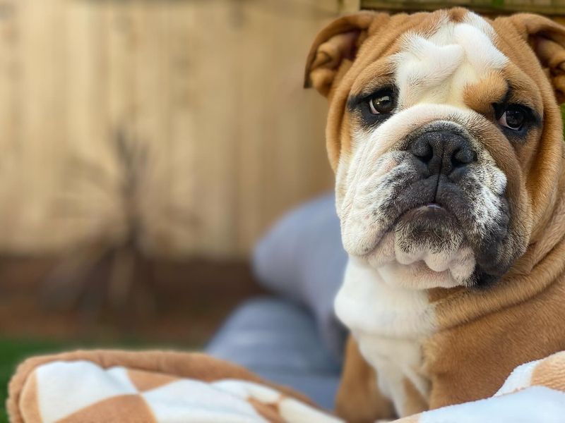 English Bulldog