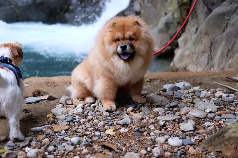 Chow Chow