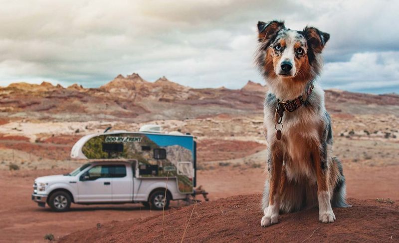 Australian Shepherd
