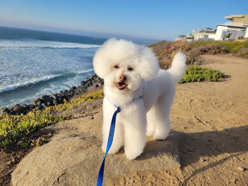Bichon Frise