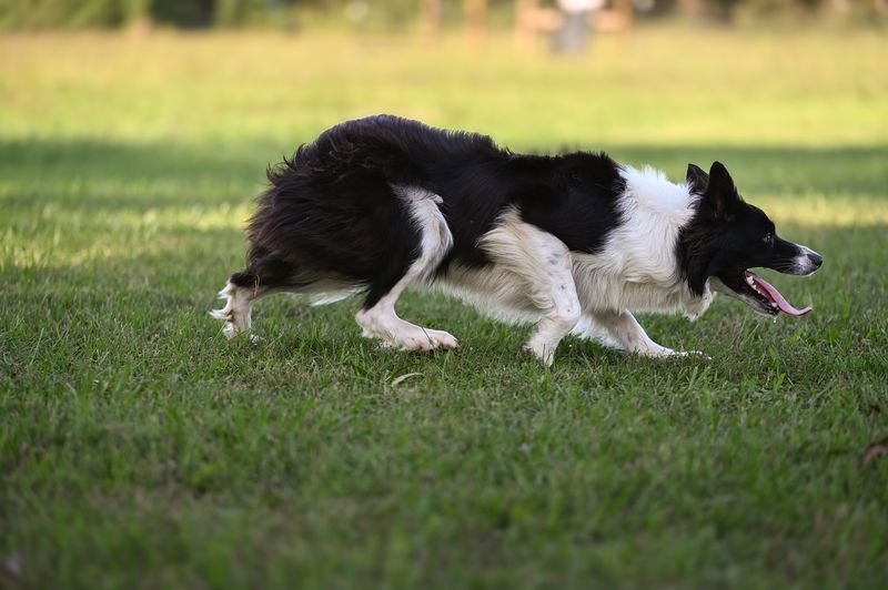 Border Collie